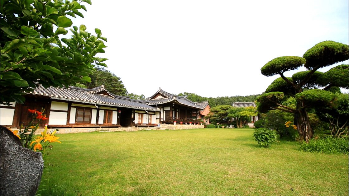 한옥 고택 앞 넓은 잔디마당에 소나무와 백합 꽃이 어우러진 정원입니다.